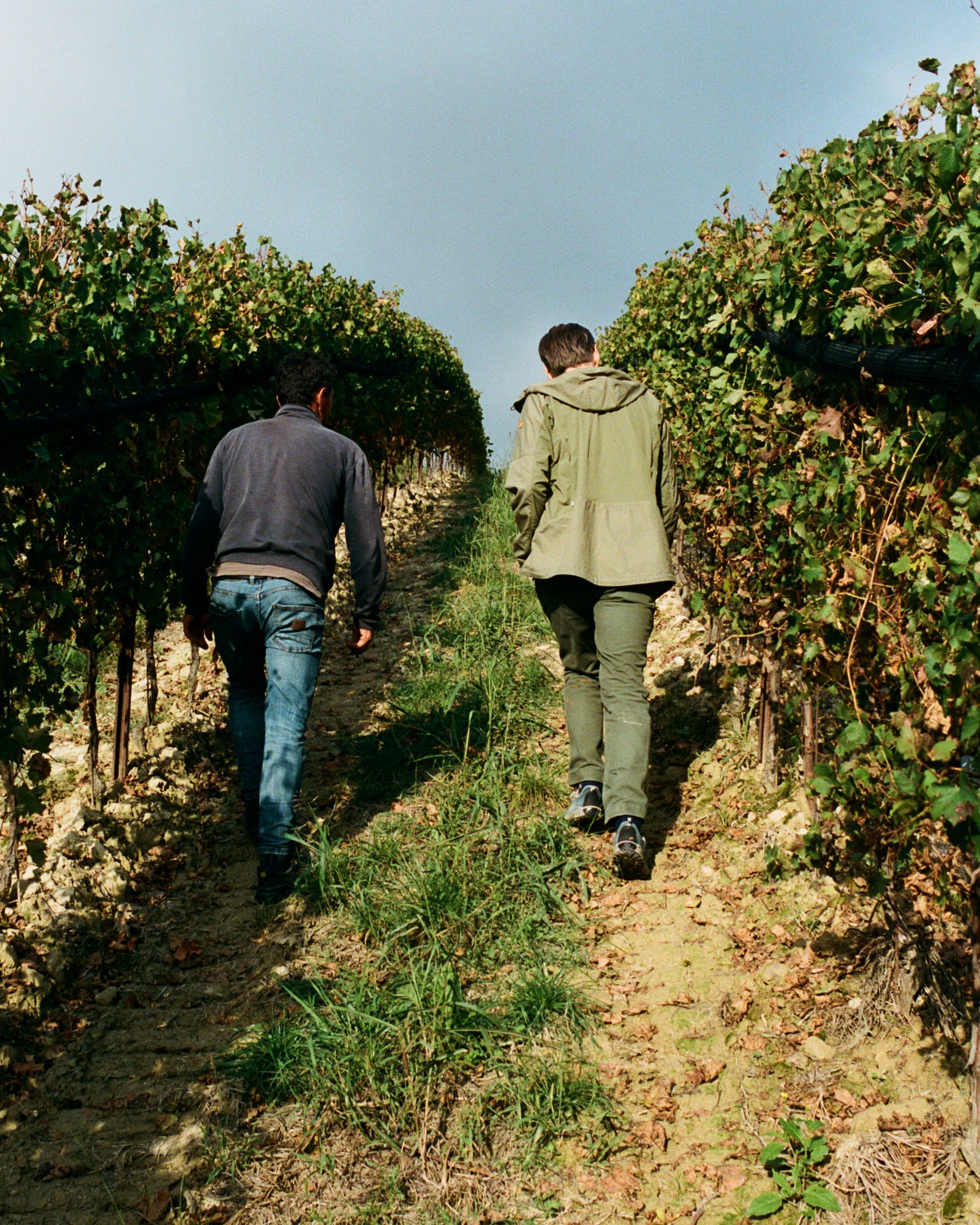 Professor Jacques Hartmann walking up between the vineyard rows